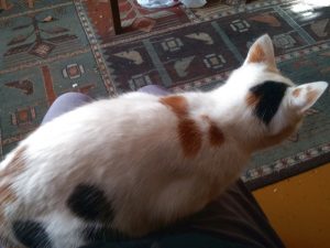 koty 20181119 0001