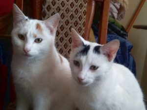 koty 20181119 0005