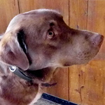 pies 19 03 2019 iko 1