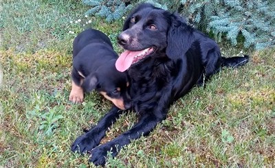 Poszukujemy domów tymczasowych dla zwierząt